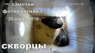 Скворцы 25 марта 2019 года