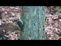 Baby Woodpecker Feeding time