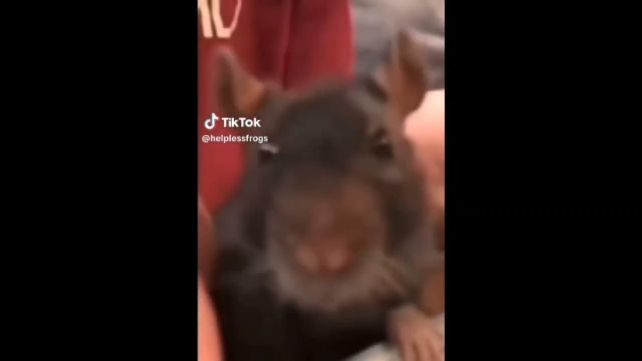 Rat burping after eating soup YouTube