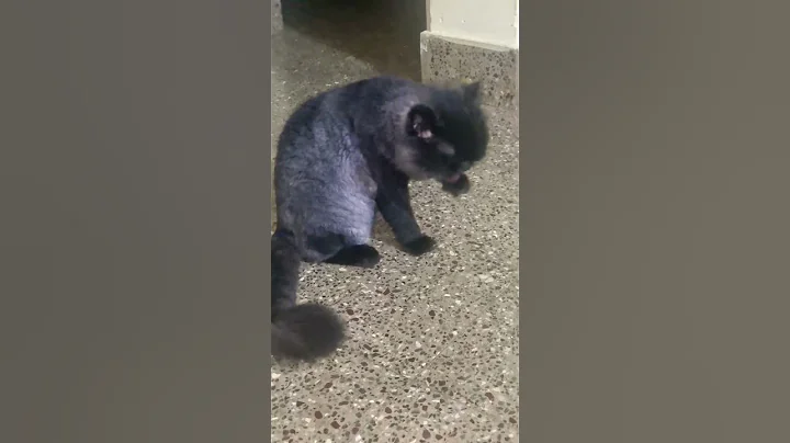 Video 10809621: cats catlover kitten, cat cute funny pet, kucing kitten, cute cat washing, funny cat face