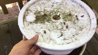 Mushroom Growing | Shitake Buckets Update!
