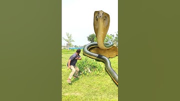 Anaconda snake in real life P135#shorts #short #snake #nagin #python #anaconda #snakes #bigsnake
