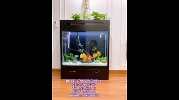 Bể cá cảnh , không cần thay nước