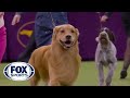 'Daniel' the golden retriever wins Sporting Group at 2020 Westminster Dog Show | FOX SPORTS