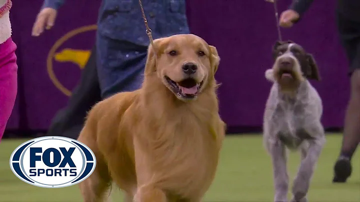 'Daniel' the golden retriever wins Sporting Group ...