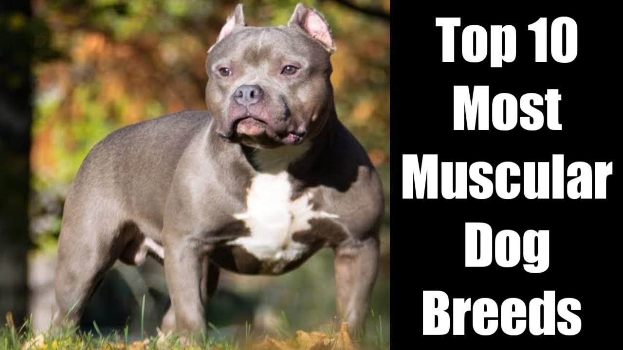 Muscular Dog Breeds List Top 10 Most Muscular Dog Breeds YouTube