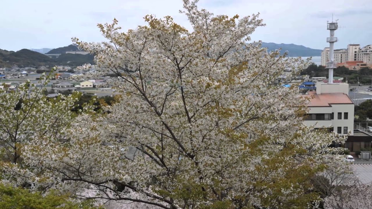 桜だより 鳴門花見山の 心の手紙館 Youtube