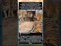 The Silent Negotiation: Lion &amp; Tigers Test Boundaries Without Bloodshed  #AnimalBehaviorlion