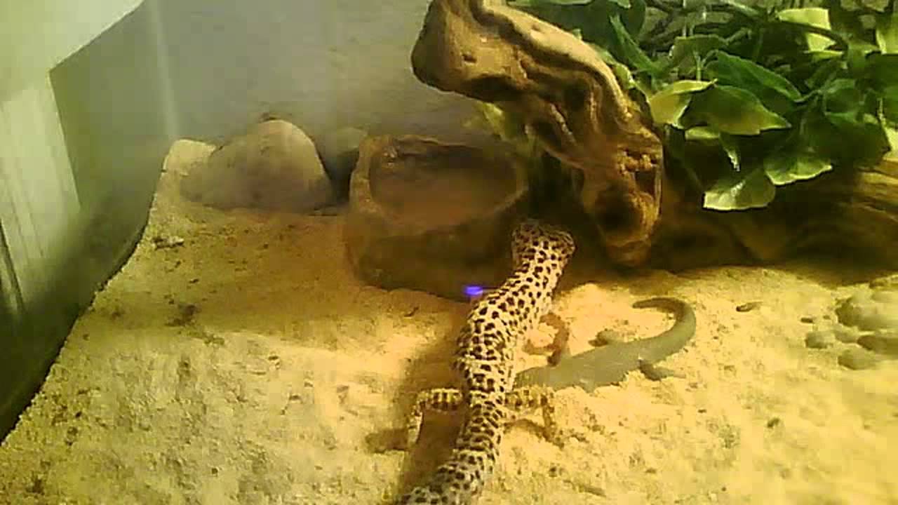 camera iphone 8 plus apk Feeding Leopard Gecko Compilation