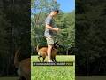 Training Obedience with PLAY #dogs #dogtraining #dogshorts