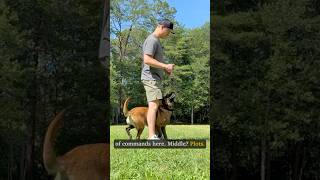 Training Obedience with PLAY #dogs #dogtraining #dogshorts