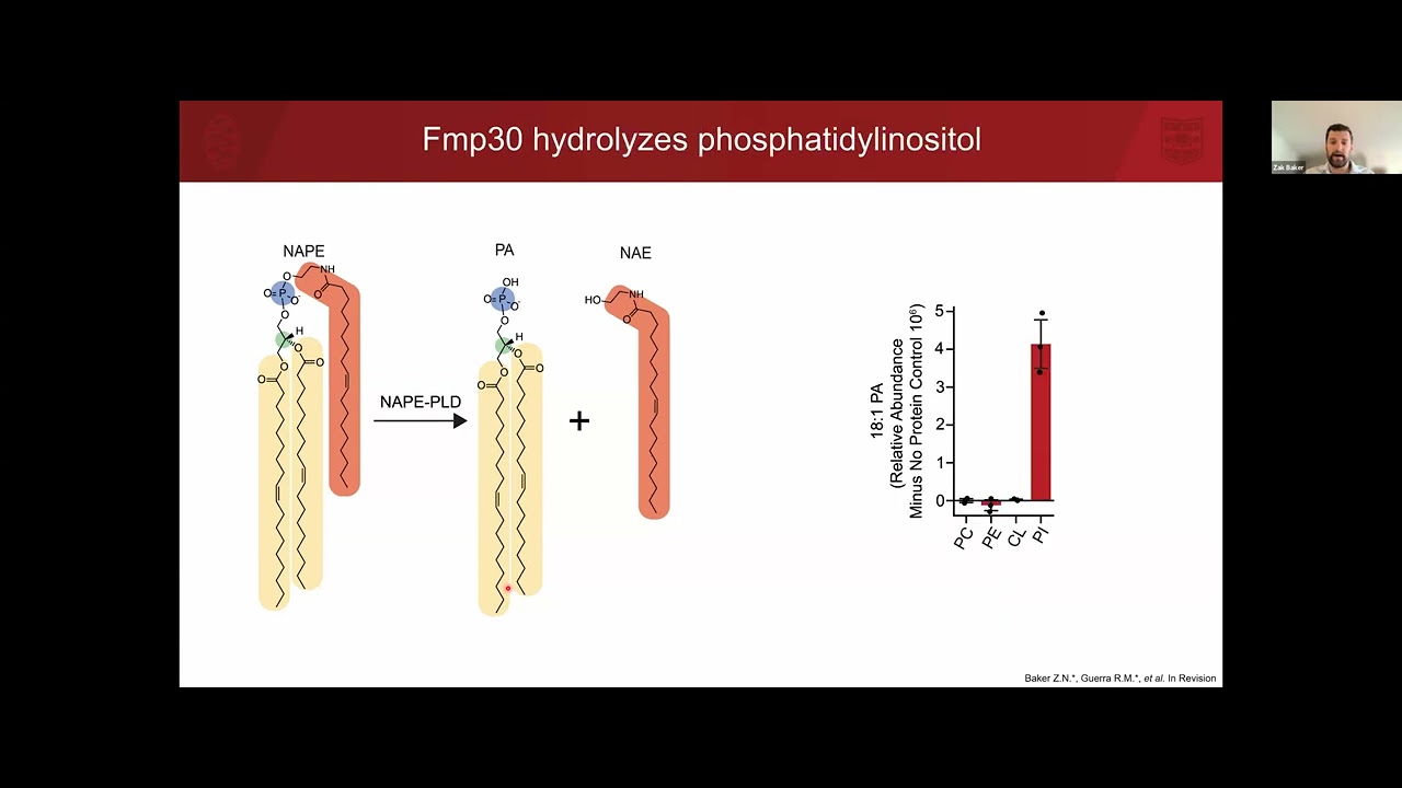 LRD Seminar | Lipid metabolism and mitochondria