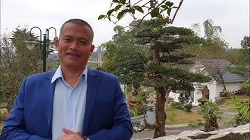 SH.3524.Những cây Tùng đẹp vườn anh Dũng Trọc. Tp Việt Trì. Phú Thọ.