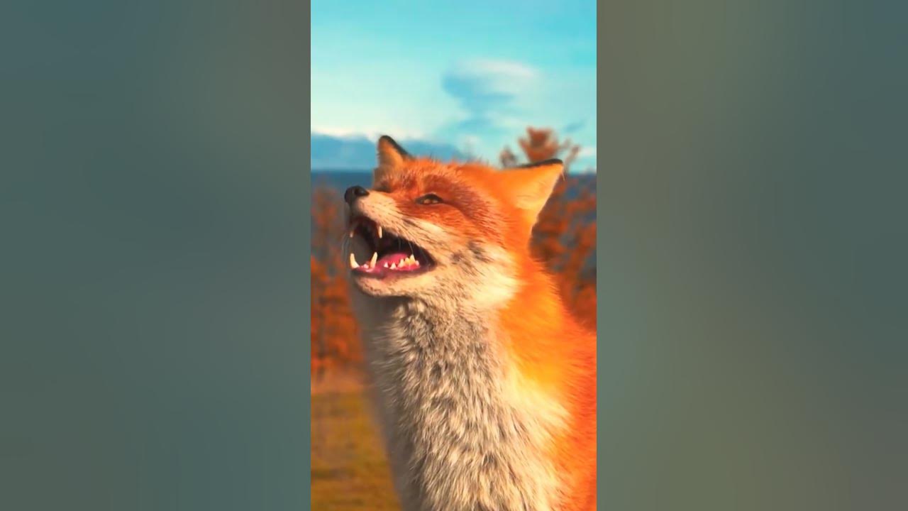 Red Fox Sounds asmr 🦊