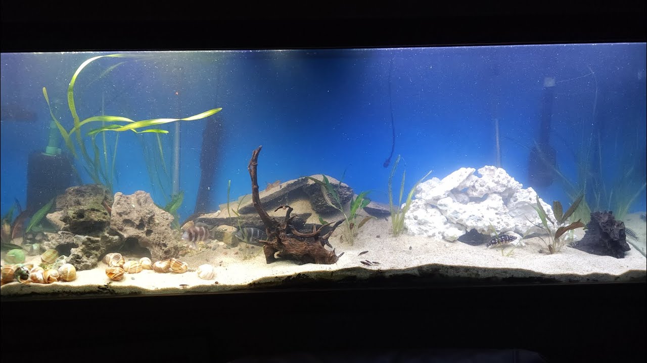 FISHROOM UPDATE UPGRADE FOR THE TANGANYIKAN TANK 135 GALLON