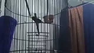 Kolibri ninja segudang materi