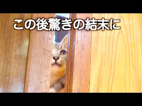 この後まさかの生命体が映り込んでいました。。#shorts