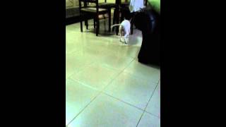 Mini Bull Terrier Get Wild