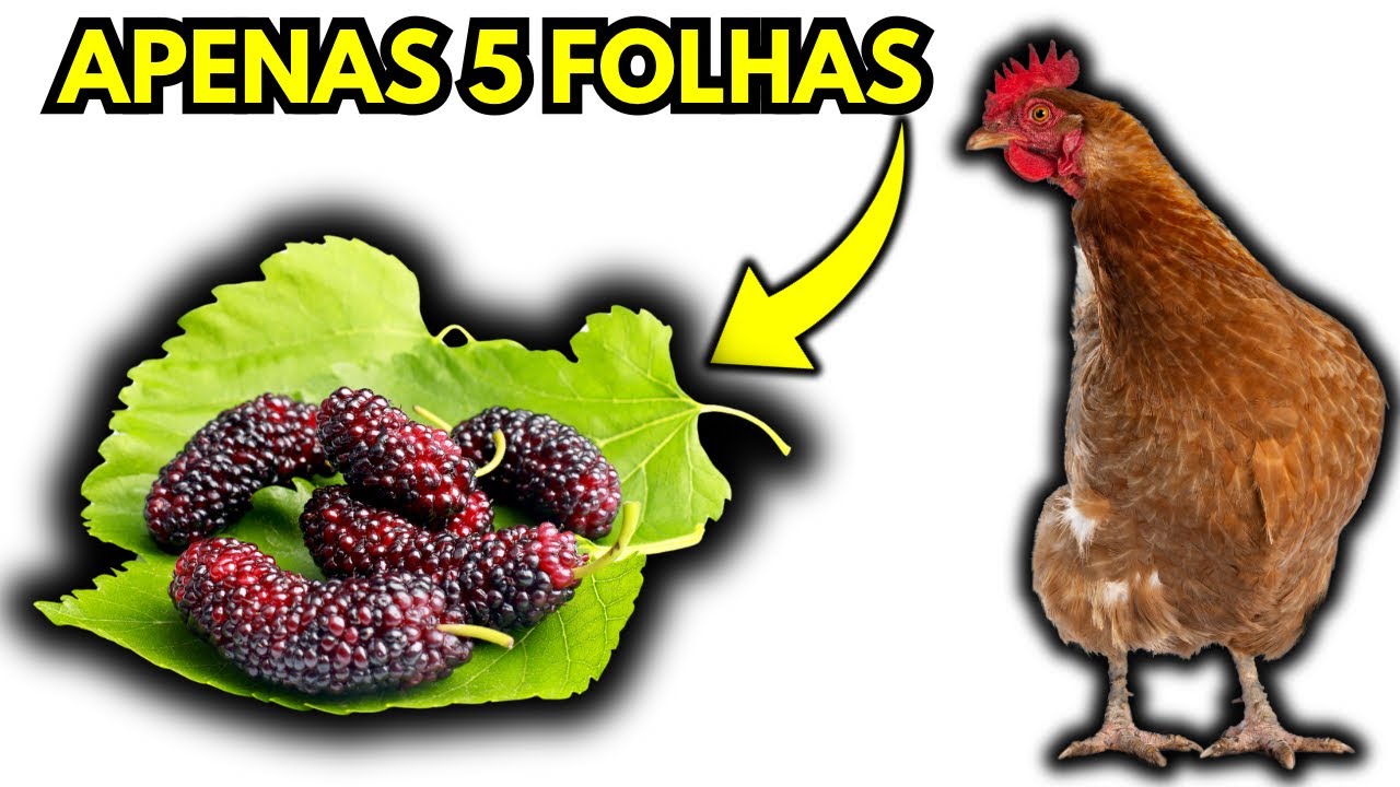 5 FOLHAS CURAM COCCIDIOSE, PERNA BAMBA E VERMES NAS SUAS GALINHAS!