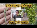 Grafting grapes result
