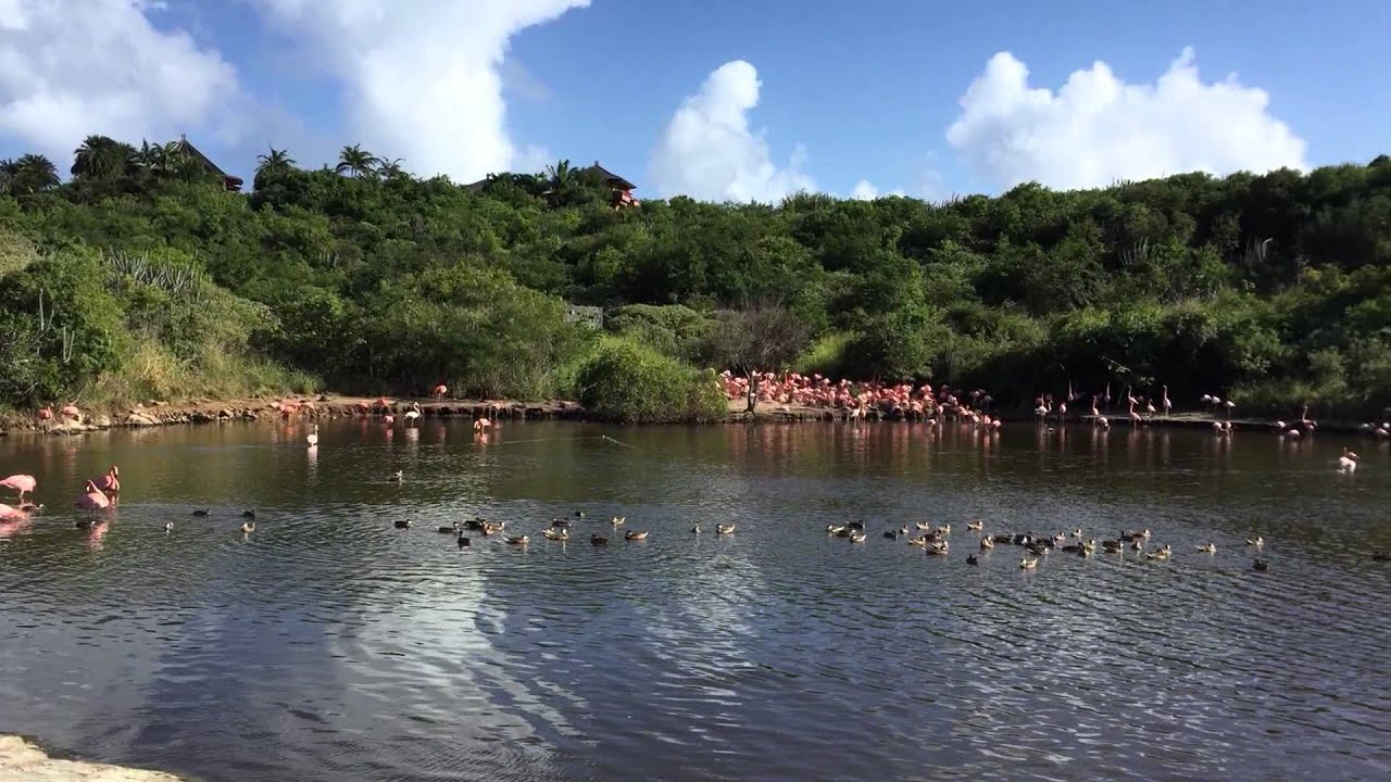 Flamingo Pond, Necker Island, British Virgin Islands