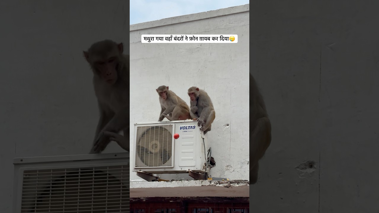 Vrindavan Monkeys Looted ₹80,000 | Mathura Ka Shocking Truth