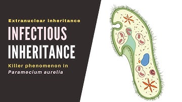 Infectious inheritance | Extranuclear inheritance | Genetics | Akash Mitra