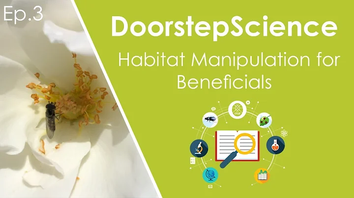Habitat manipulation for beneficials | DoorstepScience by Cesar