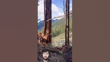 Tree Cutting Video Clips || Tree Cutting Machines #youtubeshorts #treecutting #shortsfeed #shorts