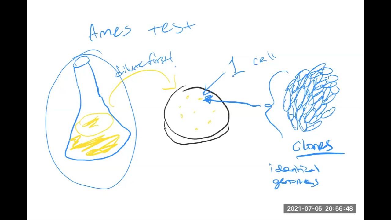The Ames Test for Mutagenicity YouTube
