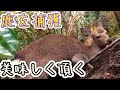 鹿を獲って食べる『野生動物を美味しく頂く』
