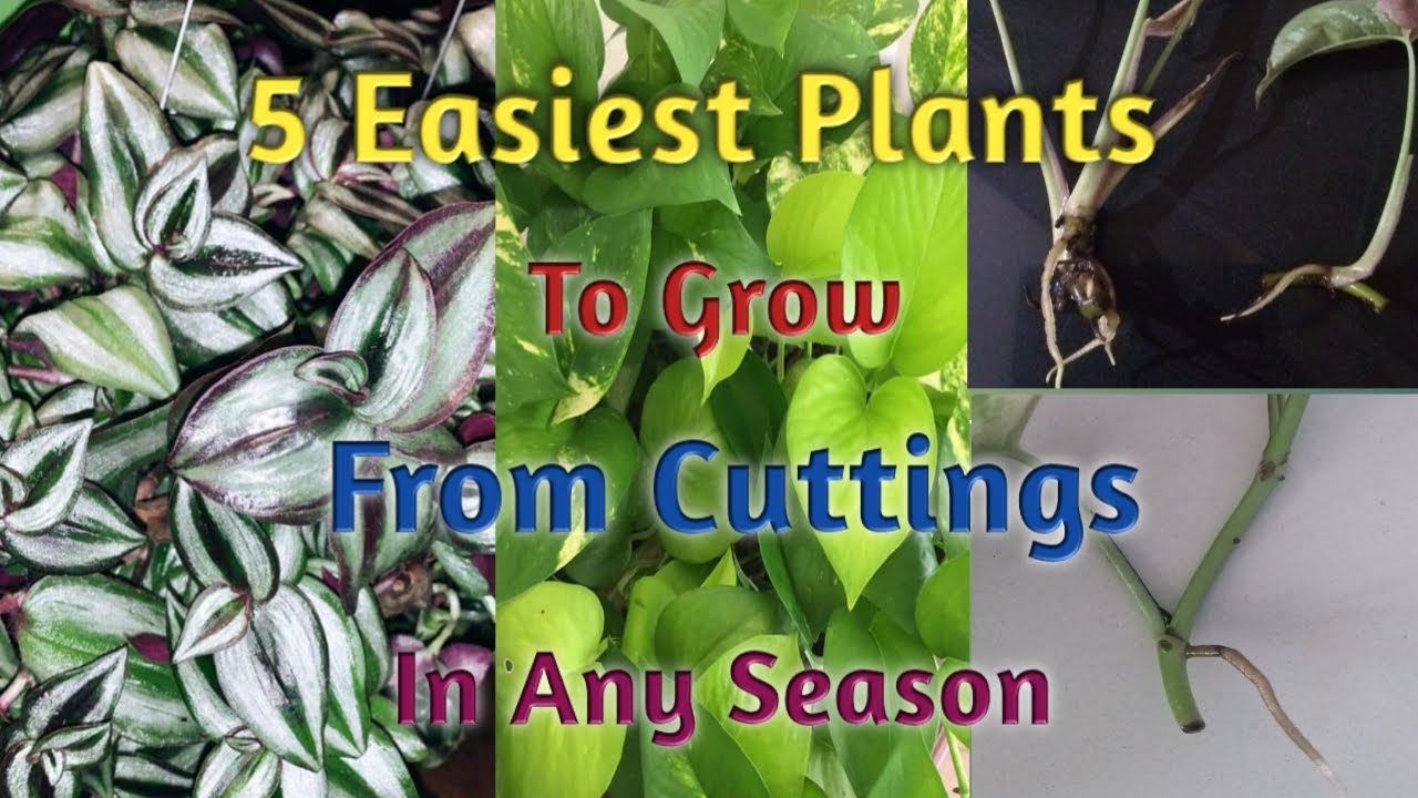 5 Plant Cuttings which never fail in any season/5 Easiest plants Grow