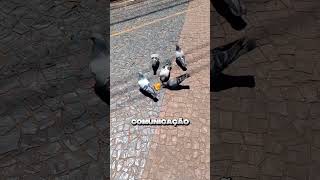 O Segredo Dos Pombos