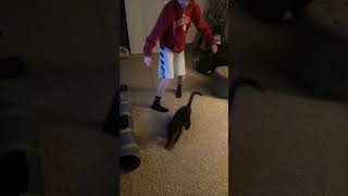 Cat Cracks TV Screen Chasing Stick Toy