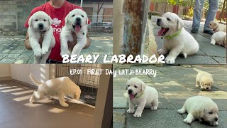 EP01 : วันแรกกับแบรรี่ ลาบราดอร์ l Labrador Dog Story