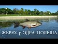 Одранский Жерех. Под Вроцлавом. Рыбалка в Польше