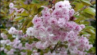 Sakura Fugenzo Berwarna Pink Cerah Jumlah Daun Kelopak Bunga 30 Sampai 35 Lembar x Intern Rama