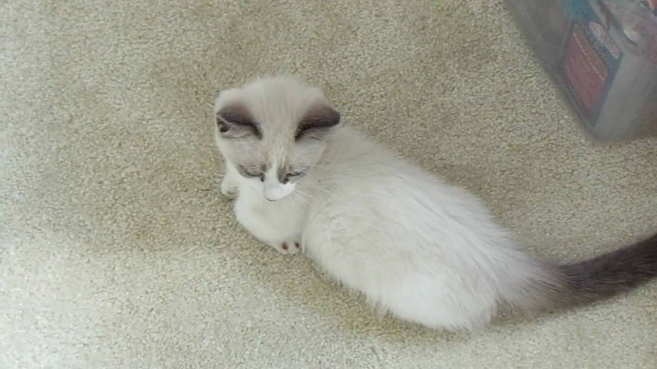ragdoll munchkin cat