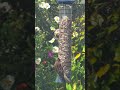 ##birds #birdfeeder #birdwatching