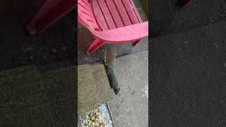 VID 20240510 173704795 FEEDING HUNGRY SQUIRRELS  GET MAIL FROM TEMU WILL CHECK SOON