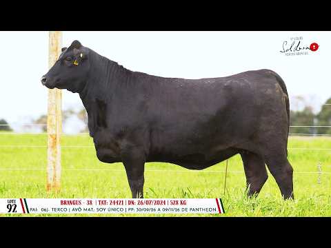 Lote 92 TAT 24421 - Dia 14/08 Leilão Cab. Soldera - Cadastos Parceria Leilões- Trans. TV El Campo