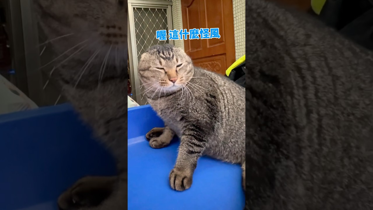颱風天還是想看小鳥!?直接被吹成吉貢丸🍡 【麻吉太郎】 #癱瘓貓 #貓 #可愛 #cute #shorts