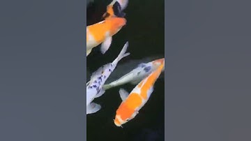 KOI 55 #shorts #trieuview #tiktok | Cá cảnh Triệu View