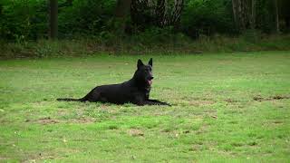Dutch K9 dog MC protecting object exercise during KNPV trial PH1 2019