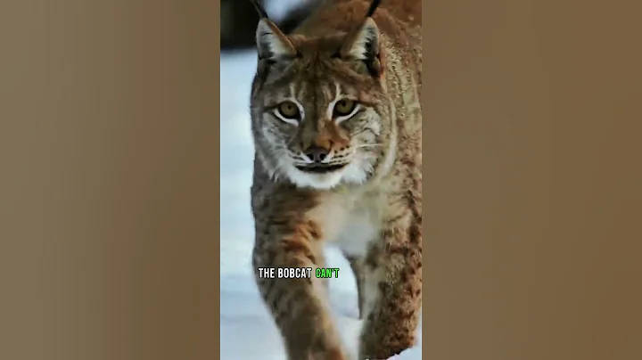 lynx and hare: surprise factor 🐈🐇 #animals #nature #lynx