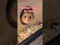 Hamster Honey spitzt aus seinem Häuschen 🥰🩷 #syrianhamster #cutepets #cuteanimals