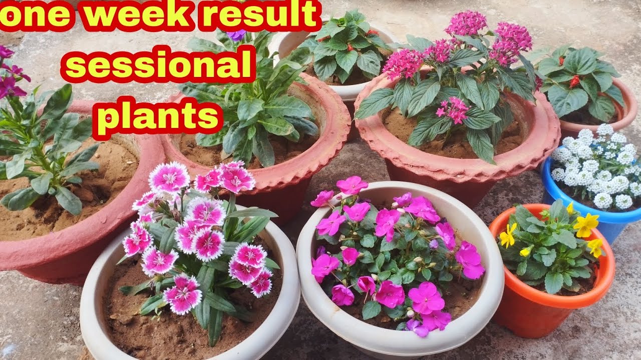 flowers after one week how to grow beautiful flowers in home YouTube
