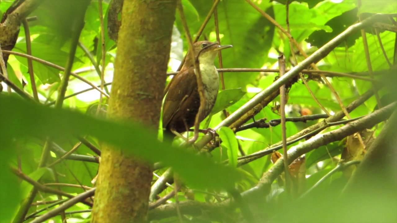 South American Songbird Hailed as Most Expert Musician of the Animal  Kingdom (LISTEN)