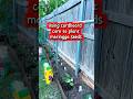 Planting tips and diy #pinoyyoutuber #gardening #garden #tips #shorts #viralvideo #viralshorts