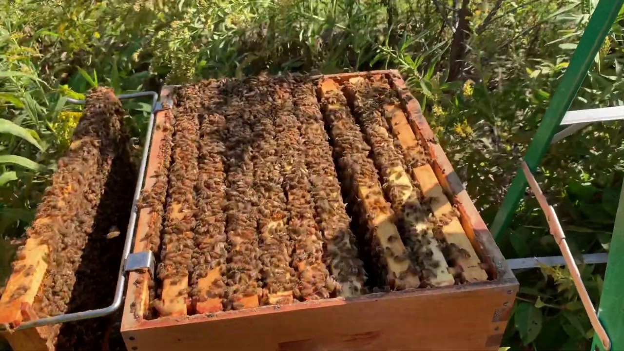 Beekeeping. Single Brood Chamber. September 20. Time to feed my hive.